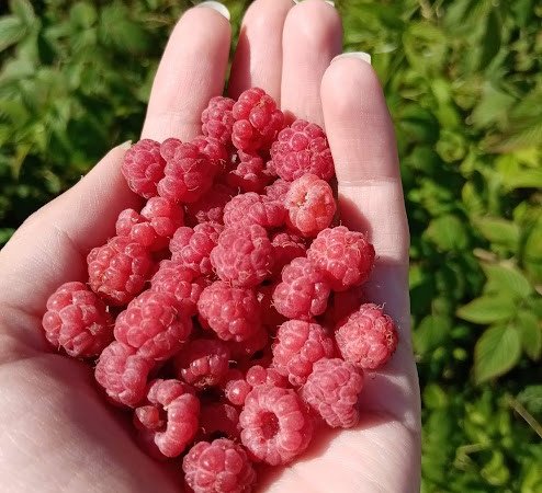 Карелия заповедная: прогулка по экотропе - фото 3