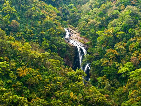 Путешествие в дождевой лес Синхараджа в мини-группе - фото 3