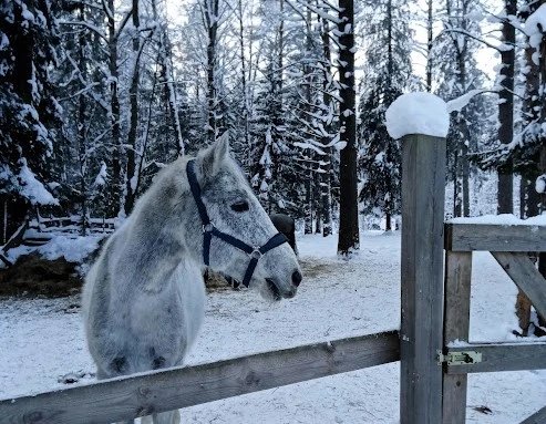 Прогулка на лошадях в карельском лесу - фото 2