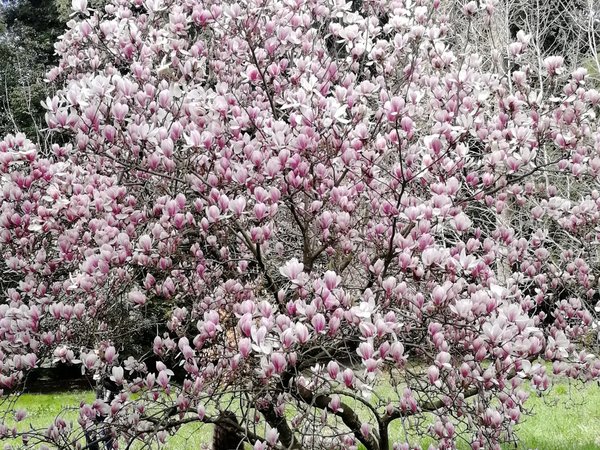 Пешеходная экскурсия по парку «Южные культуры» - фото 4