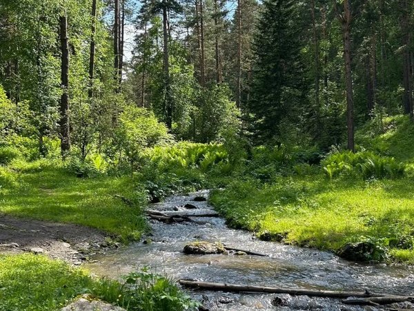 Вдохновение Алтая: ретрит в женской мини-группе с проживанием в уединённых домиках - фото 3