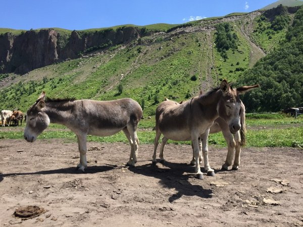В гости к сусликам Джилы-Су из Ессентуков - фото 3