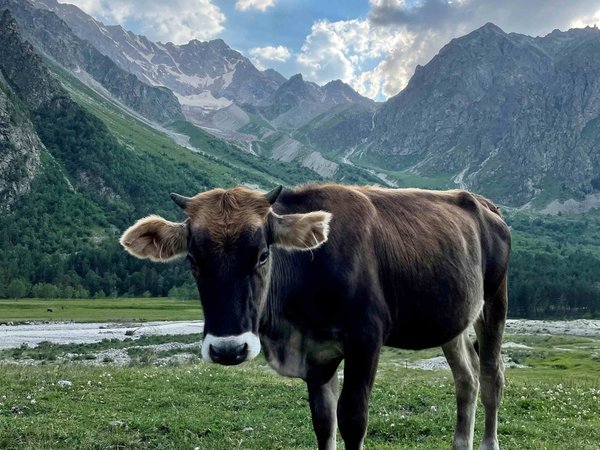 Треккинги в Приэльбрусье в сопровождении дружелюбного маламута, фото 5