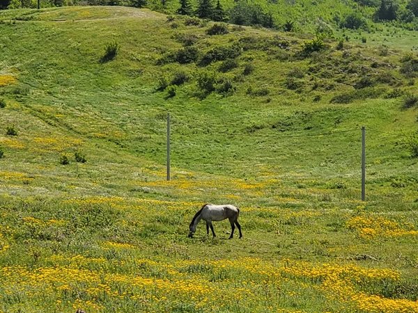 К горе Казбеги: путешествие из Тбилиси в сердце Кавказского хребта - фото 4