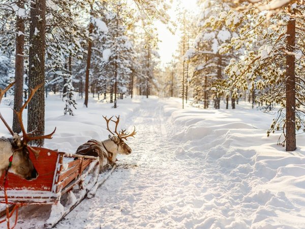 В гости к северным оленям + прогулка по Шуваловскому парку - фото 3