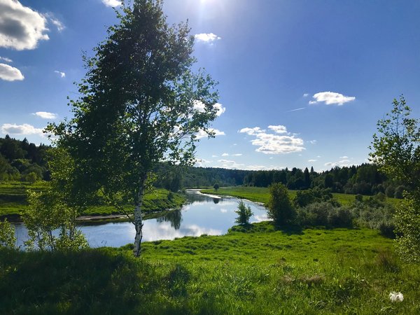 Треккинг по лесу в компании хаски - фото 3