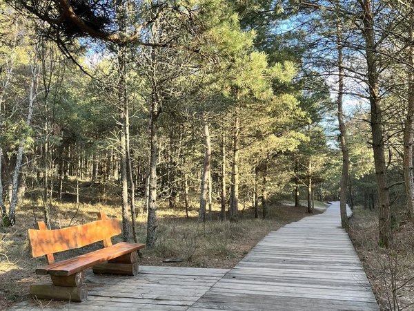 Куршская коса из Зеленоградска: куда уходят дюны - фото 4