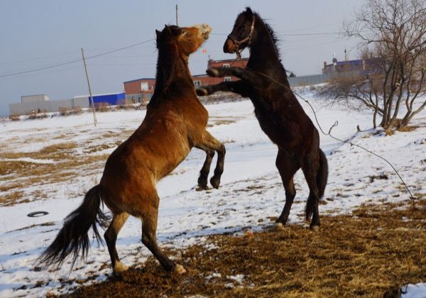 Прикасаясь к приморью по-новому! Конная прогулка вдоль моря. Изумительные бухты Стеклянная и Шамора - фото 2
