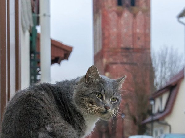 Волшебство южных окраин Калининграда: Правдинск и Железнодорожный (из Зеленоградска) - фото 2