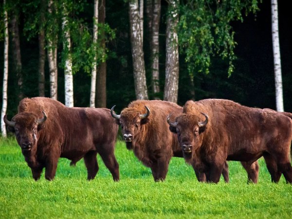 Из Минска — в Брест и Беловежскую пущу - фото 1
