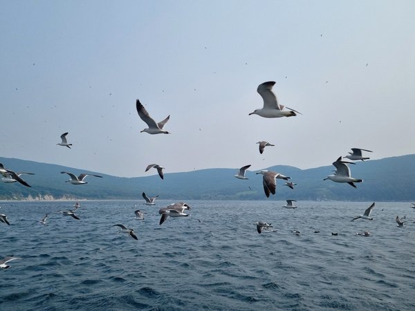 Морское путешествие во Владивостоке + обед от шеф-повара