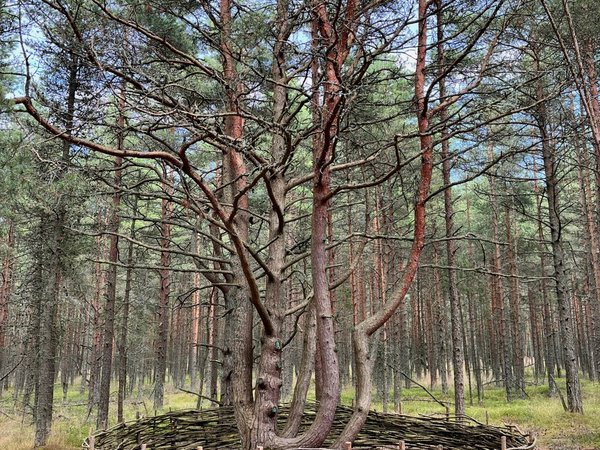Куршская коса: куда уходят дюны - фото 1