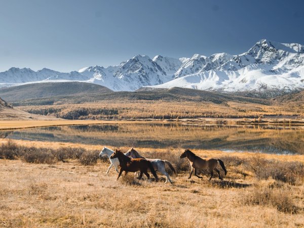 Конный тур для новичков по осеннему Алтаю с проживанием на базе. Всё включено - фото 2