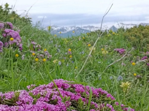 Поездка в Абхазию с треккингом к альпийским лугам - фото 4