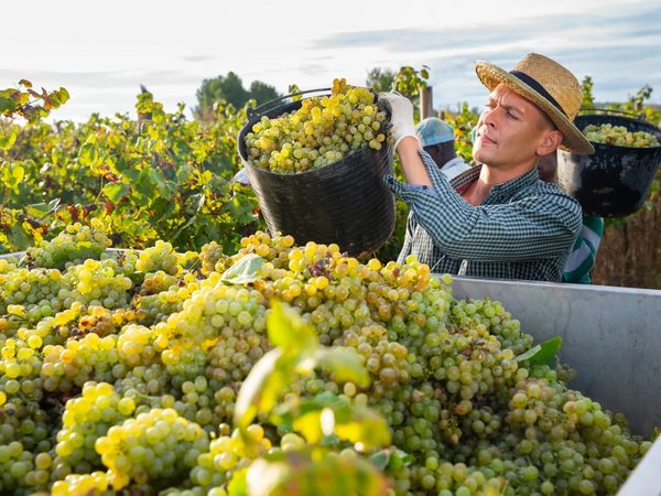 Время собирать виноград: в Грузию на праздник Ртвели с мастер-классами и дегустациями - фото 1