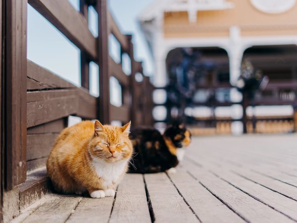 Приключения на Балтике: Куршская коса и Зеленоградск - фото 2