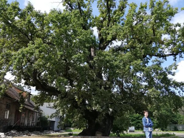 Огнём и мечом: покорение пруссов Тевтонским орденом - фото 4