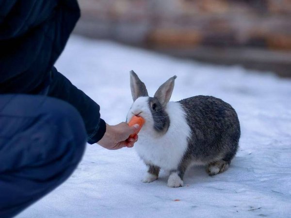 Конное путешествие в сердце Выборга — из Петербурга - фото 4