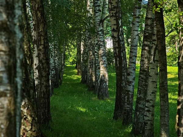По следам русских классиков: Константиново, Ясная Поляна и Мелихово - фото 1