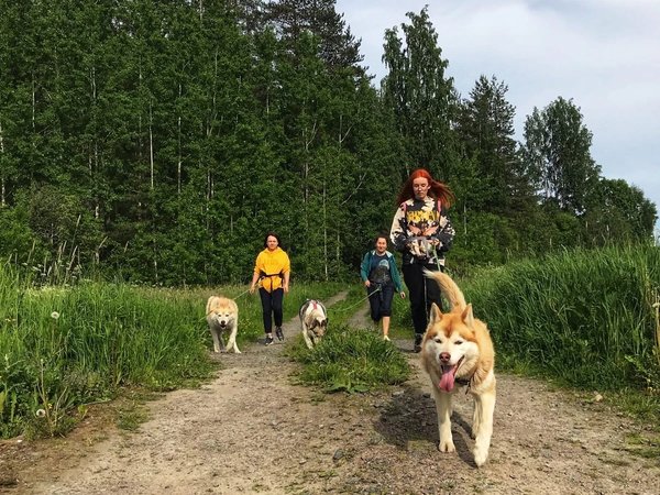 Долина водопадов и треккинг по карельскому лесу с хаски! - фото 3