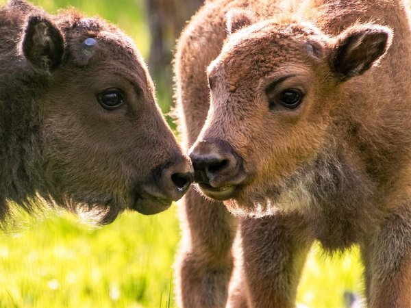 Путешествие в Приокско-Террасный заповедник и Парк птиц - фото 4