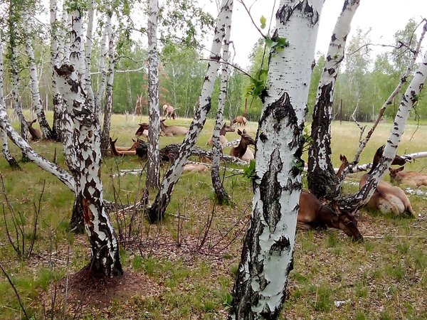 Страусиная ферма в Омске! - фото 1
