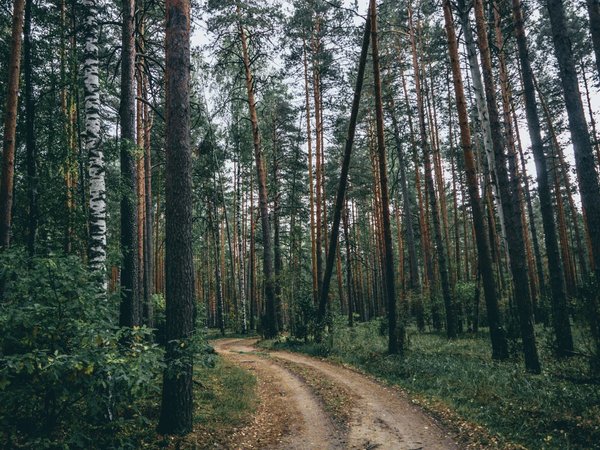 Знакомство с Мещерой в компании с краеведом - фото 1