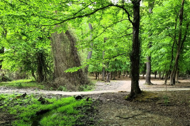 Фото экскурсии - Погружение в природу Дагестана: Самурский Лес и экраноплан Лунь - 5