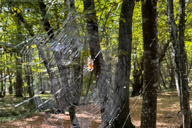 Фото экскурсии - Погружение в природу Дагестана: Самурский Лес и экраноплан Лунь - 6