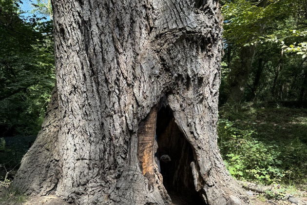 Фото экскурсии - Погружение в природу Дагестана: Самурский Лес и экраноплан Лунь - 7
