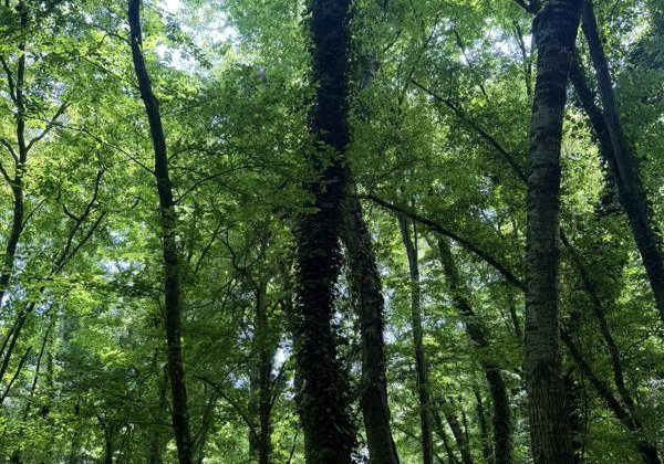 Самурский лес - настоящие джунгли Дагестана - фото 1