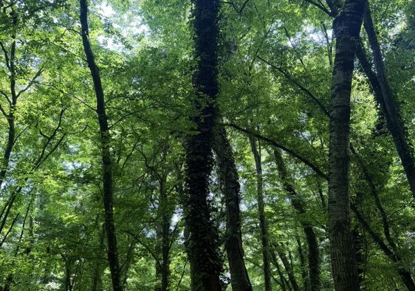 Самурский лес - настоящие джунгли Дагестана - фото 4