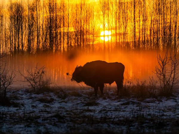 Беловежская пуща и достопримечательности по дороге - фото 1