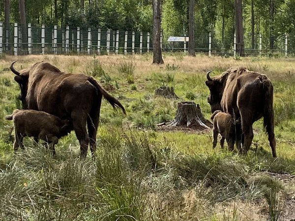 Беловежская пуща и достопримечательности по дороге - фото 3