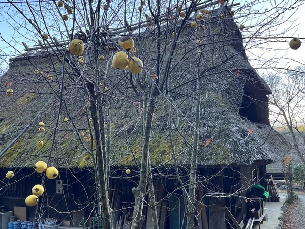 Вокруг горы Фудзияма — на машине! - фото 4