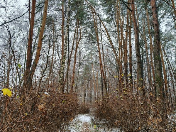 Косино — Кусково: путь от легенд к парадной усадьбе - фото 4