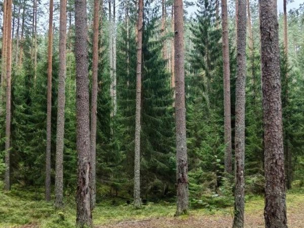 Из Санкт-Петербурга в заказник «Гряда Вярямянселькя» - фото 3
