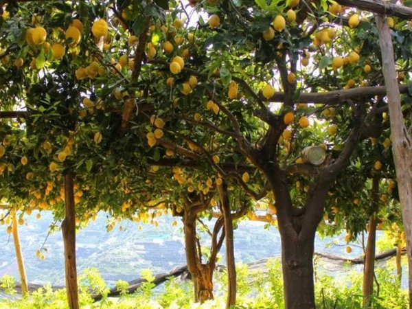 Из Салерно — поездка по побережью Амальфи с привкусом лимончелло - фото 4