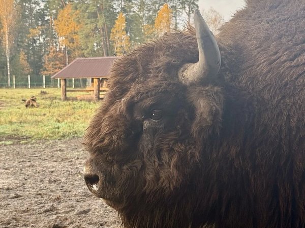 Беларусь: архитектура 4 городов, заповедная природа и воспоминания о войне - фото 3