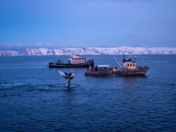 Фотопоездка в Териберку — тундра, море и киты
