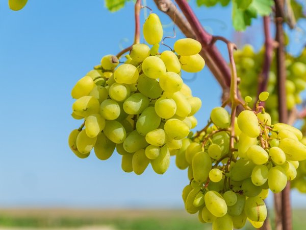 Вкусы черноморского побережья: винное путешествие по Сочи, Новороссийску, Геленджику, Анапе и Тамани - фото 3