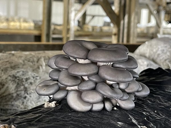 Путешествие в мир грибов: экскурсия на тульскую ферму с дегустацией - фото 2