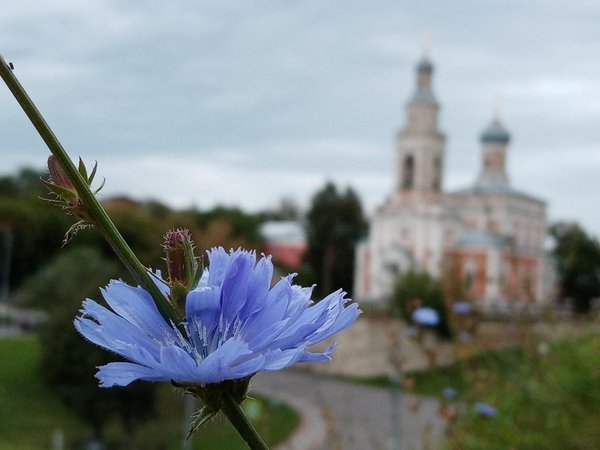 Хлеб, чёрная икра, павлиний хвост: из Москвы — в Серпухов и Алексин - фото 4