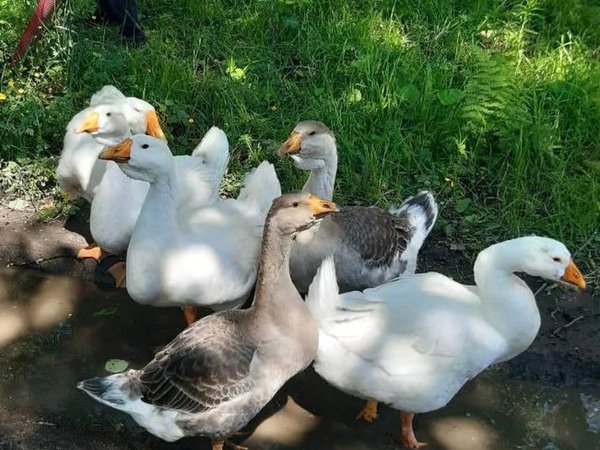 В финскую усадьбу «Киискиля» под Выборгом — из Санкт-Петербурга - фото 3