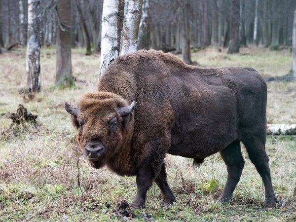Зубры и страусы: удивительное путешествие в мир гигантов (из Москвы)