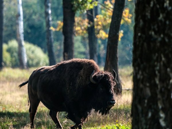 Зубры и страусы: удивительное путешествие в мир гигантов (из Москвы) - фото 3