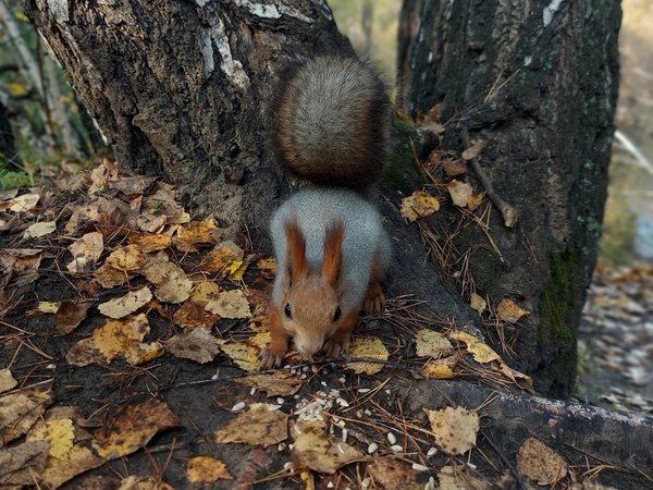 Прогулка в беличий лес — с биологом - фото 1