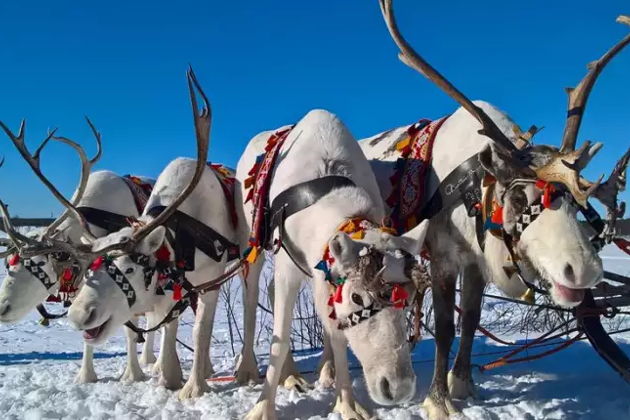 В гостях у коренного народа Севера, в саамской деревне - Самь-Сыйт.-5