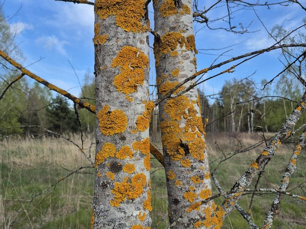 Лайт-сплав по Нерской на 2 дня: байдарки, баня и ужин от шеф-повара - фото 4