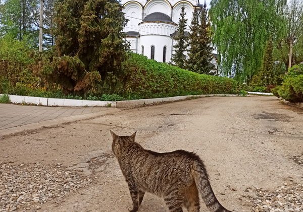 Прогулка по старинному городу Переславлю - фото 2
